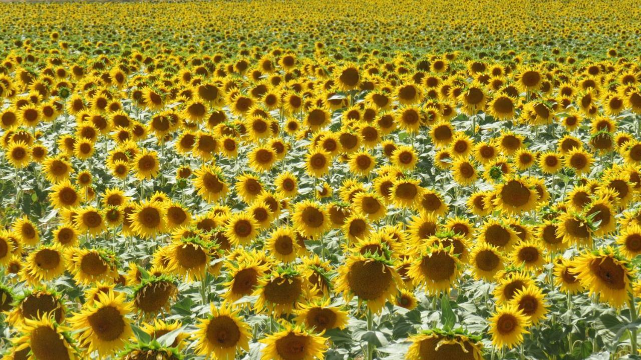 Nature'S Pace Holidays Montmaur  Zewnętrze zdjęcie